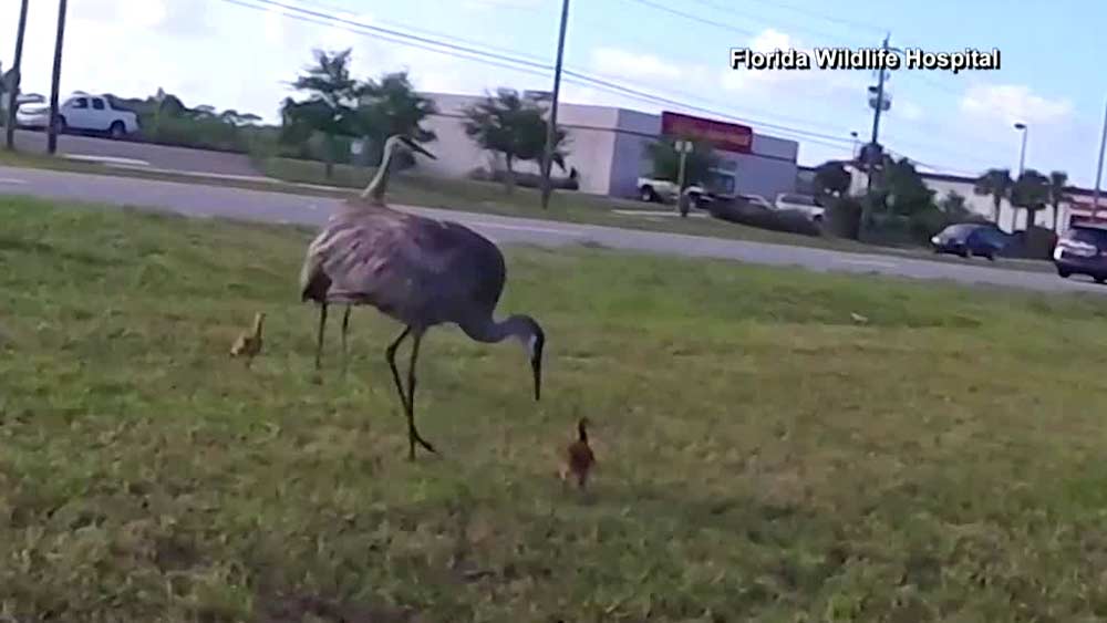 A heartwarming reunion between a lost crane chick and its parents was captured on camera by an animal hospital director in Brevard County.