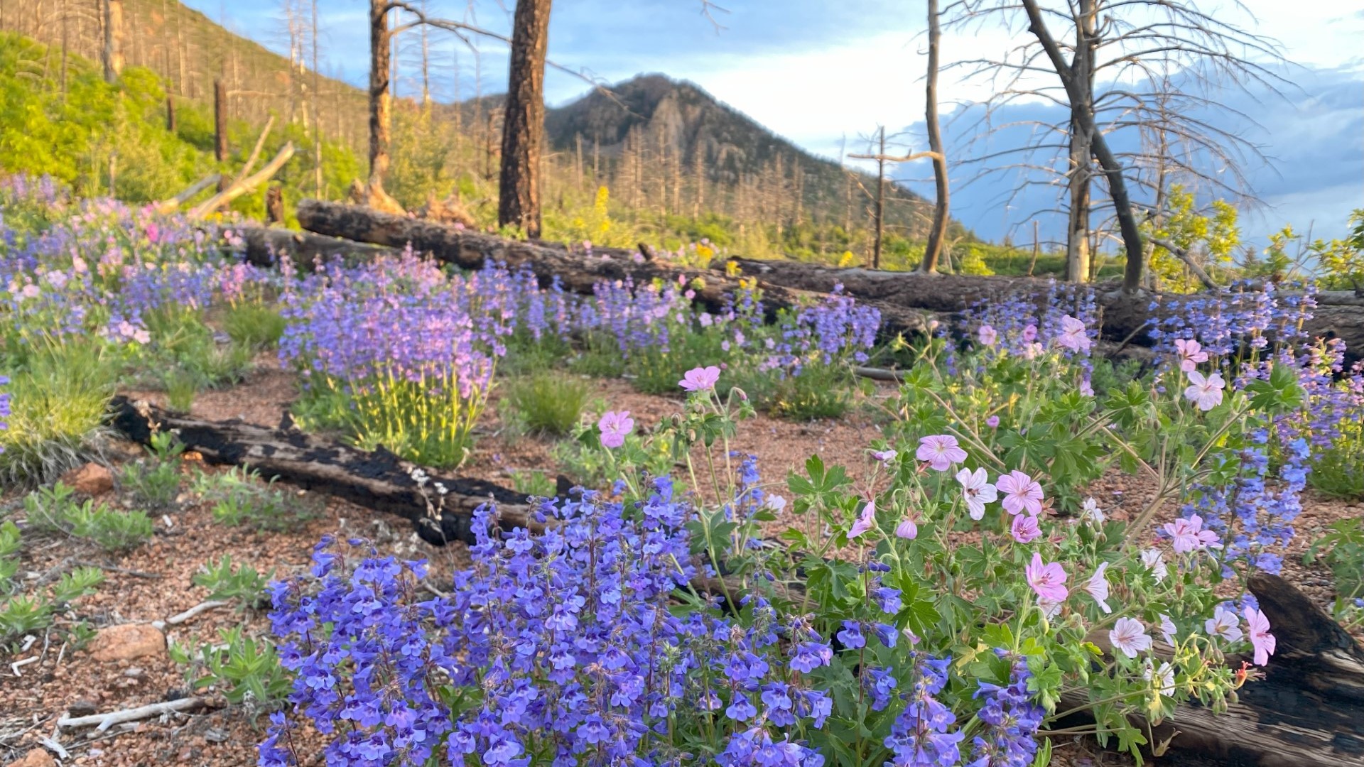 Blodgett Peak