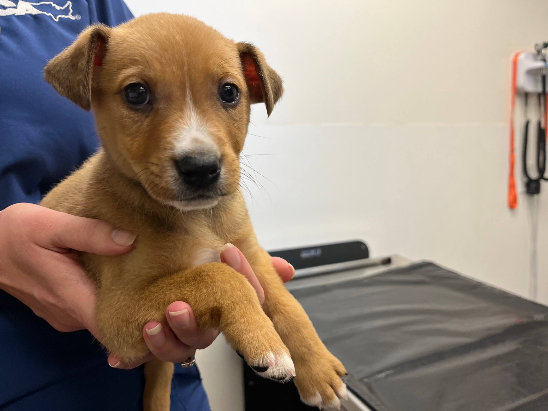 Toast is up for adoption at Love at First Sight! Pet Adoption Center