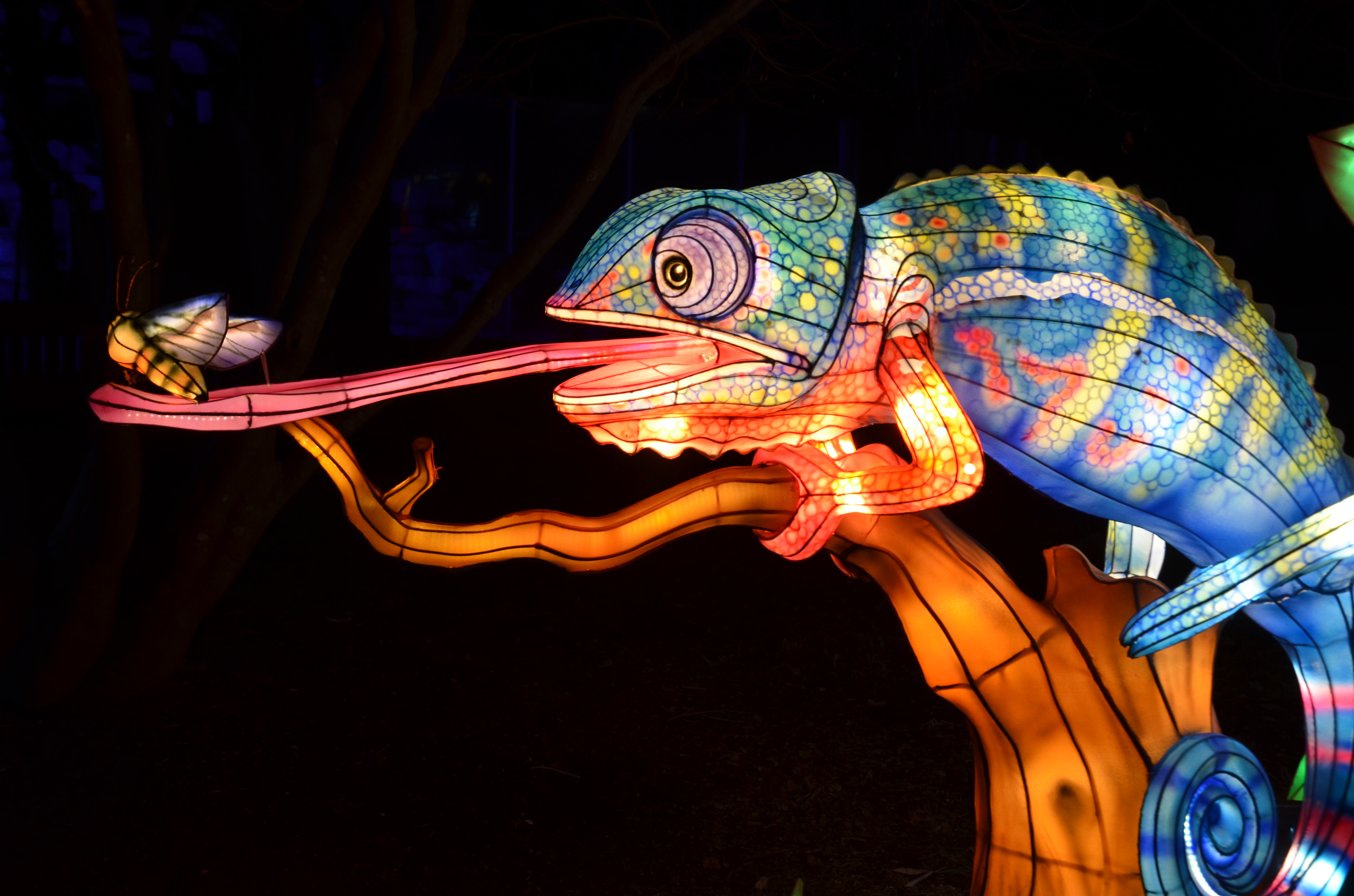 Chameleon-Ilumina_Mounts-Botanical-Garden-HD.JPG