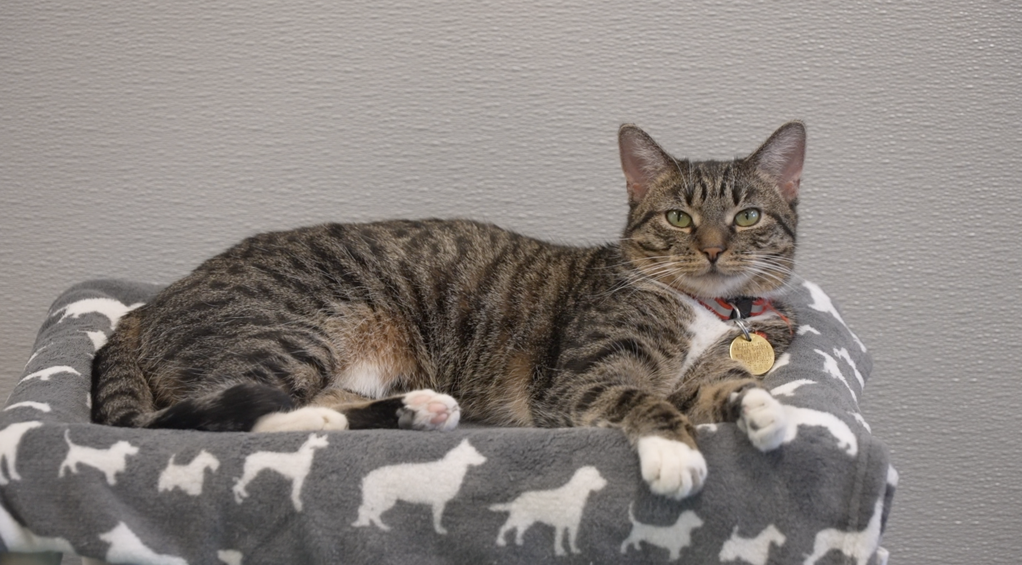 Cat at the Capital Area Humane Society 