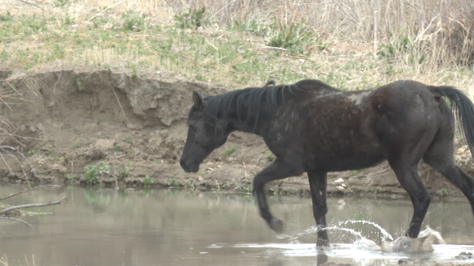 Dreamcatchers Equine Rescue