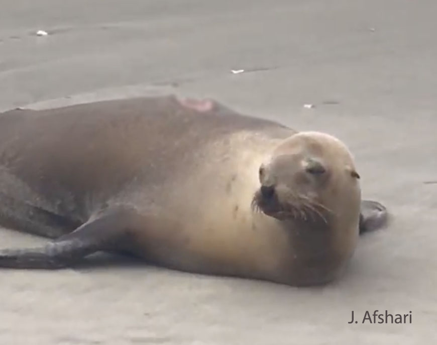 sea lion 2.jpg