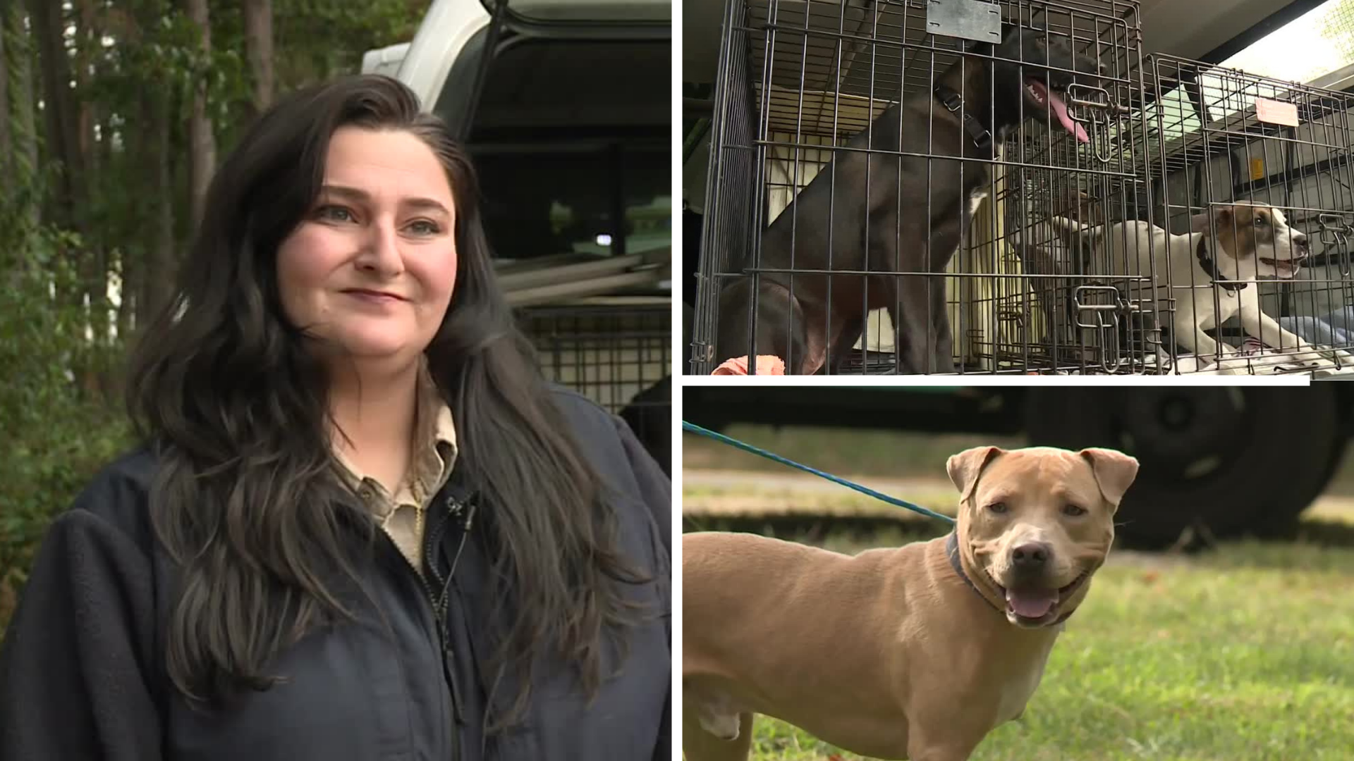 Rescue Roundup Day