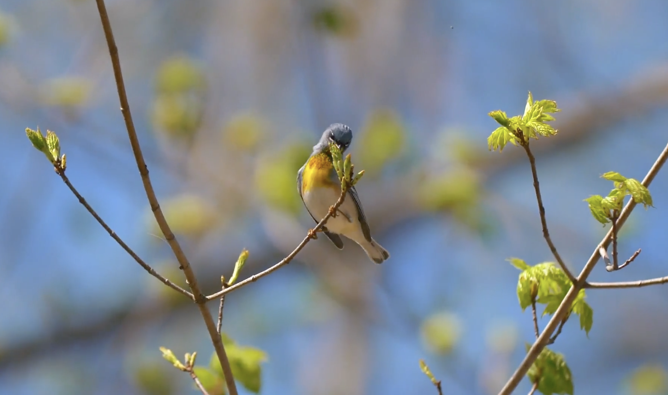 One of the side effects that COVID-19 lockdowns had on the environment: the sounds of nature - like birds chirping - became far more apparent, especially for people who live in cities.