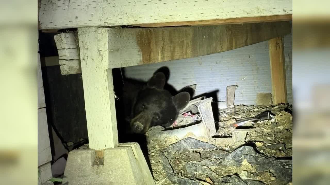 Bear under Ross' deck 