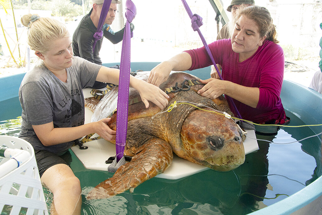 Sea Turtle-Shark Bite