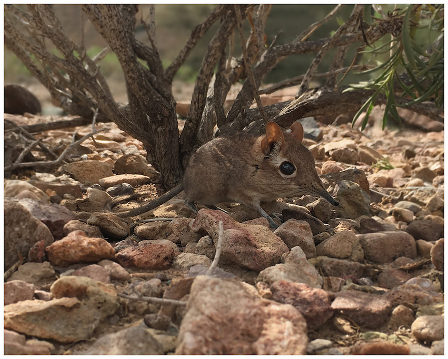 Mouse-sized creature considered 'lost species' resurfaces after 50 years