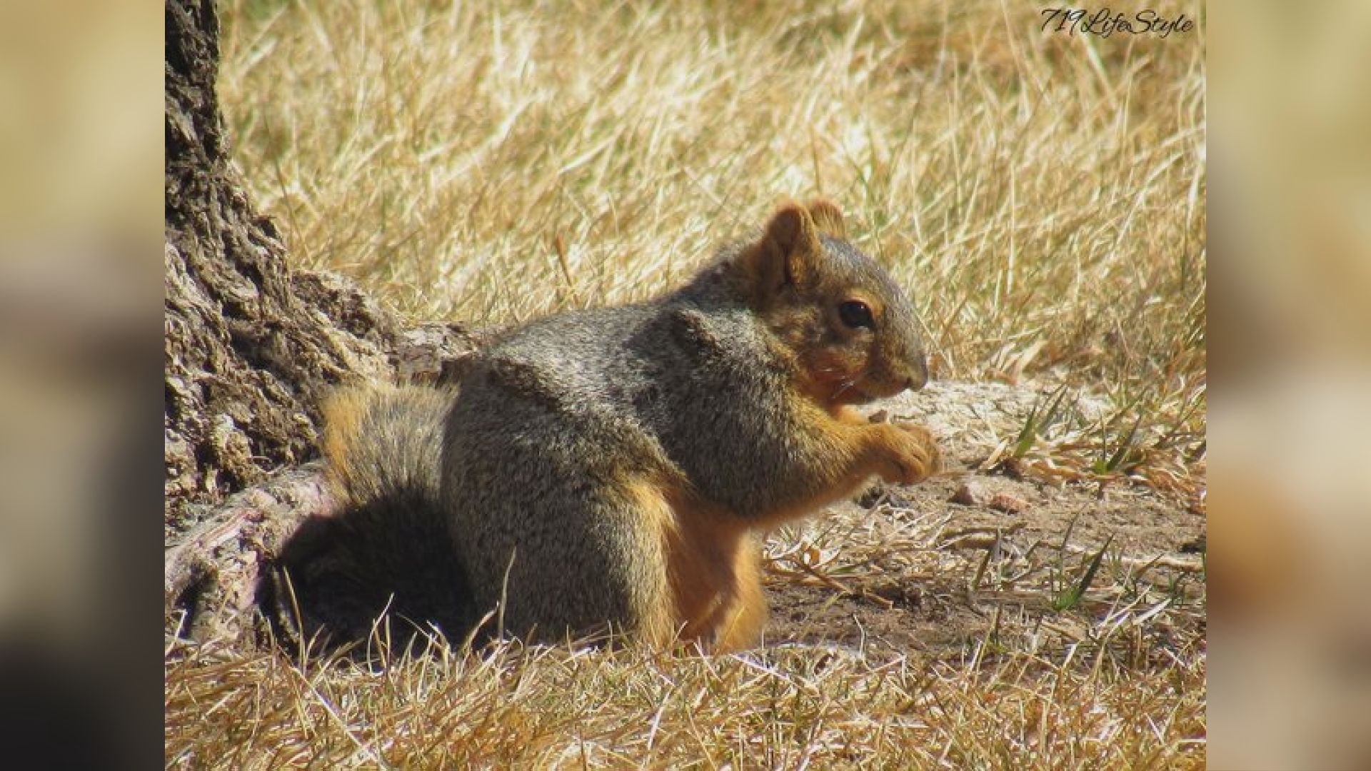 Canon City Squirrel