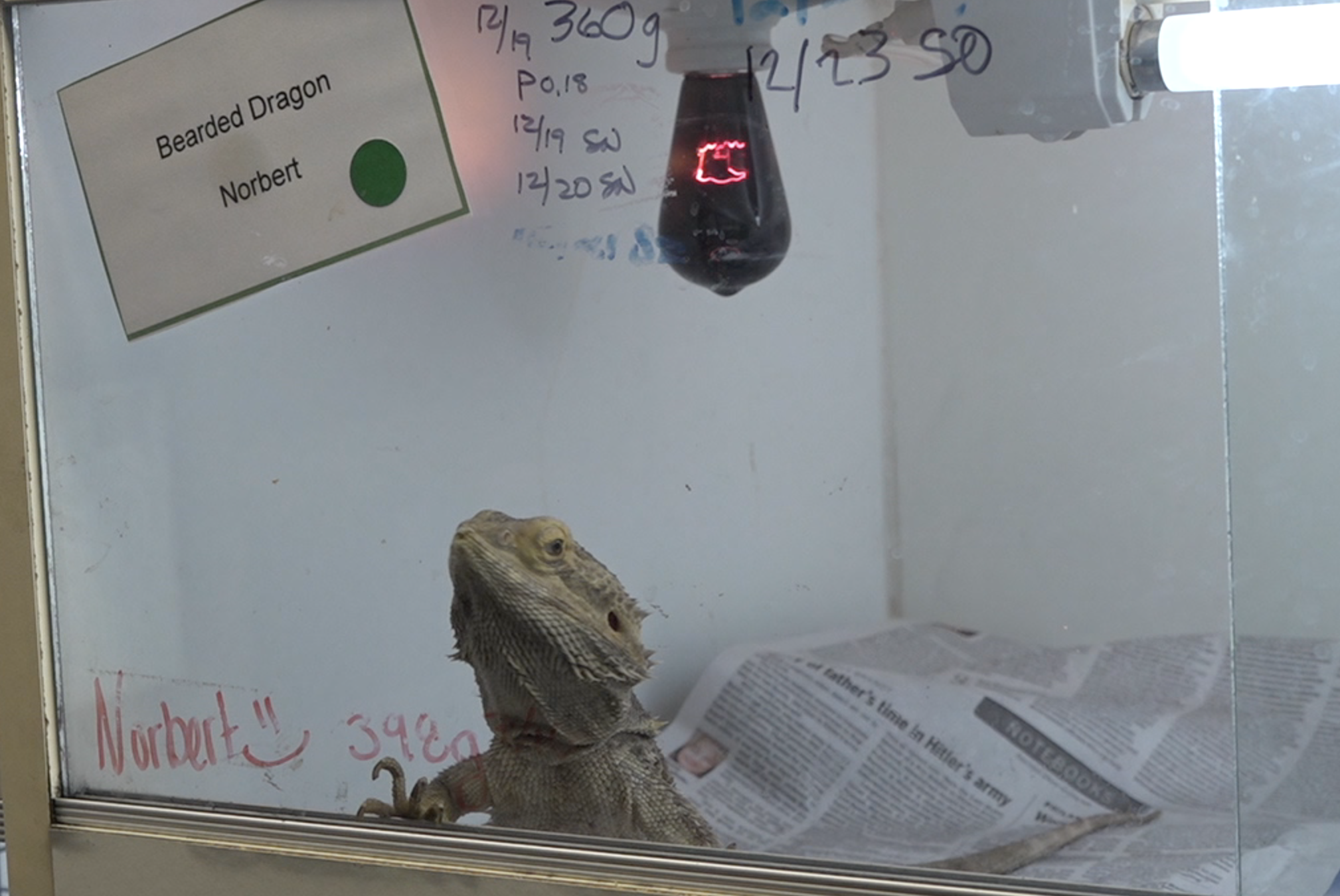 Future of Escondido reptile museum 'at risk' amid mounting electric bill 