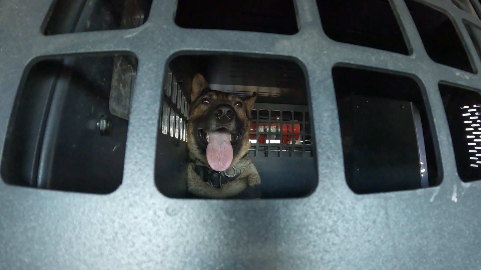 Hot dogs: Billings police cars prepared to protect K9s in extreme heat - Vimarsana News