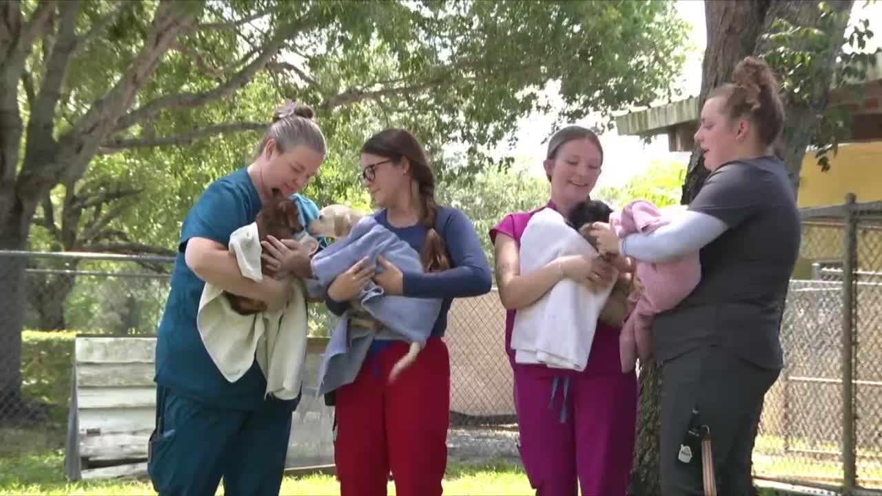 Martin County animal hoarding case