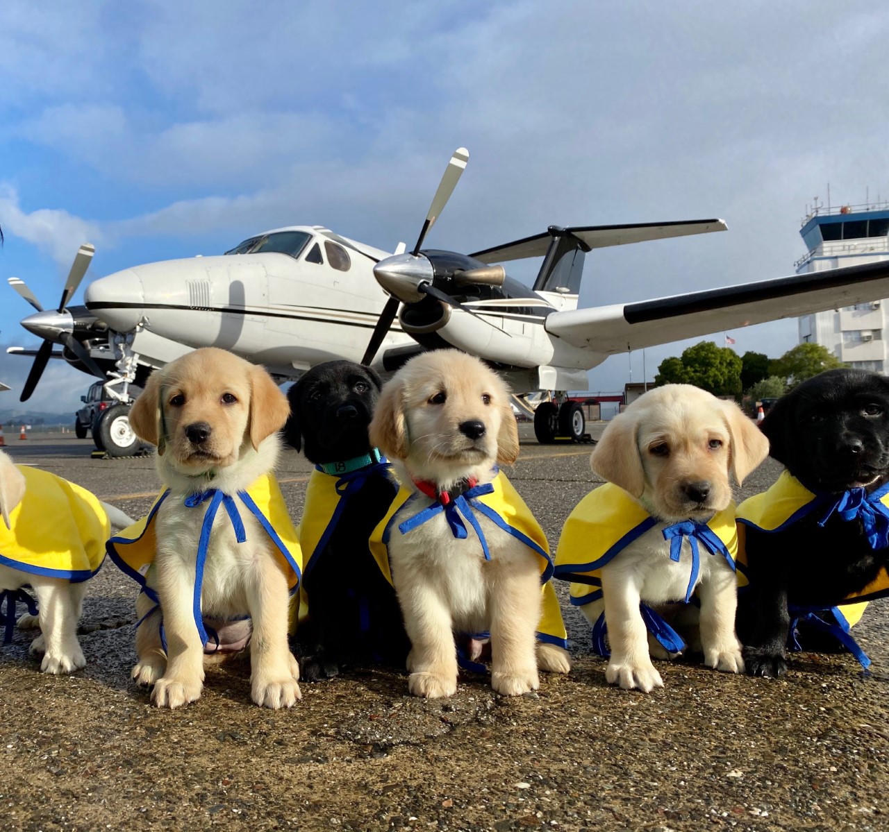 thumbnail_Canine Companions puppies ready for take off.jpg