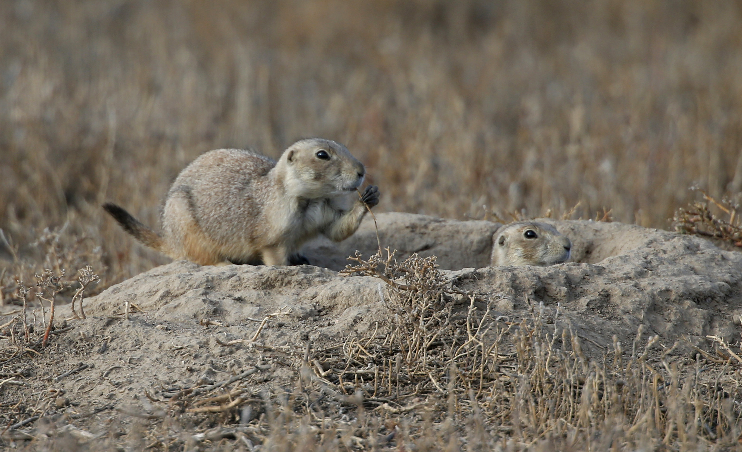 Prairie dogs