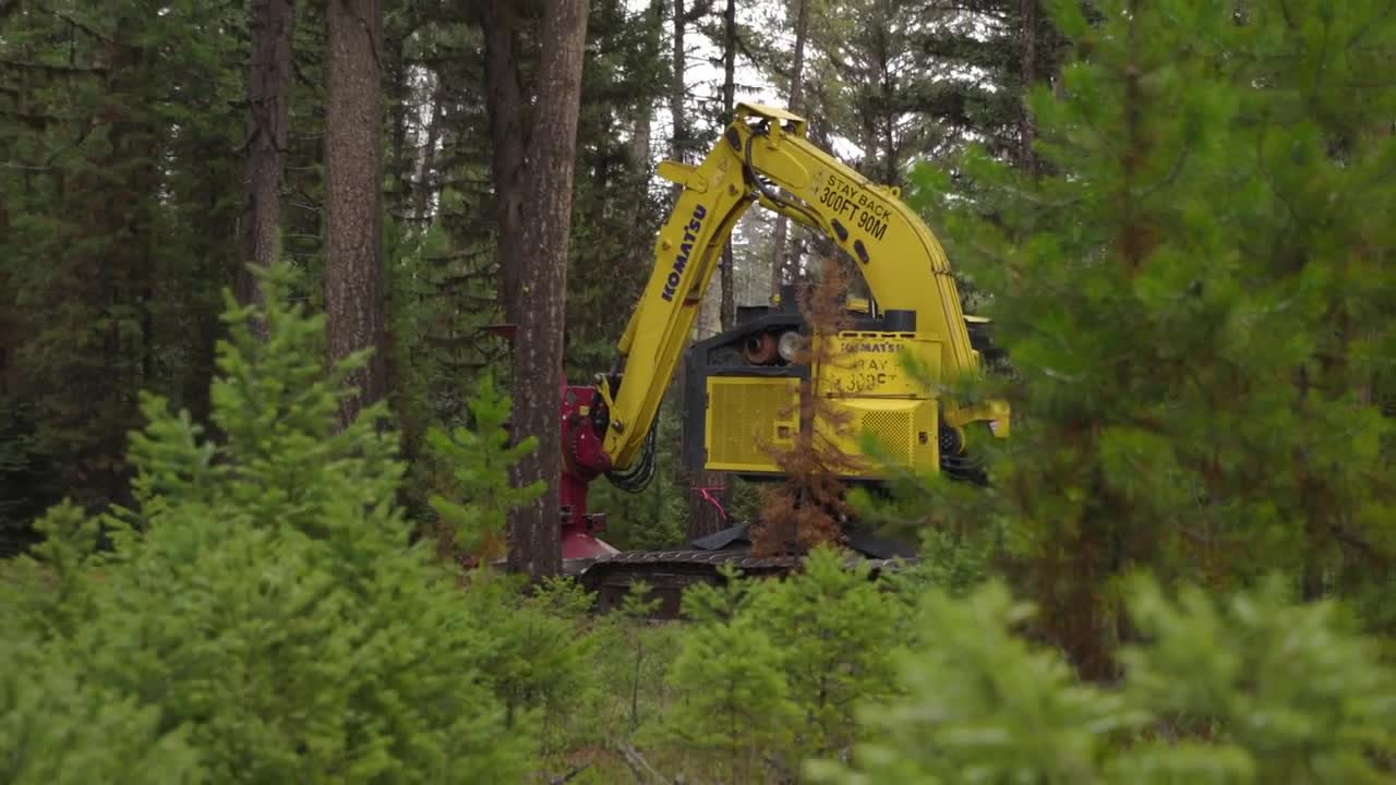 MT Capitol Christmas Tree Cutting 2025