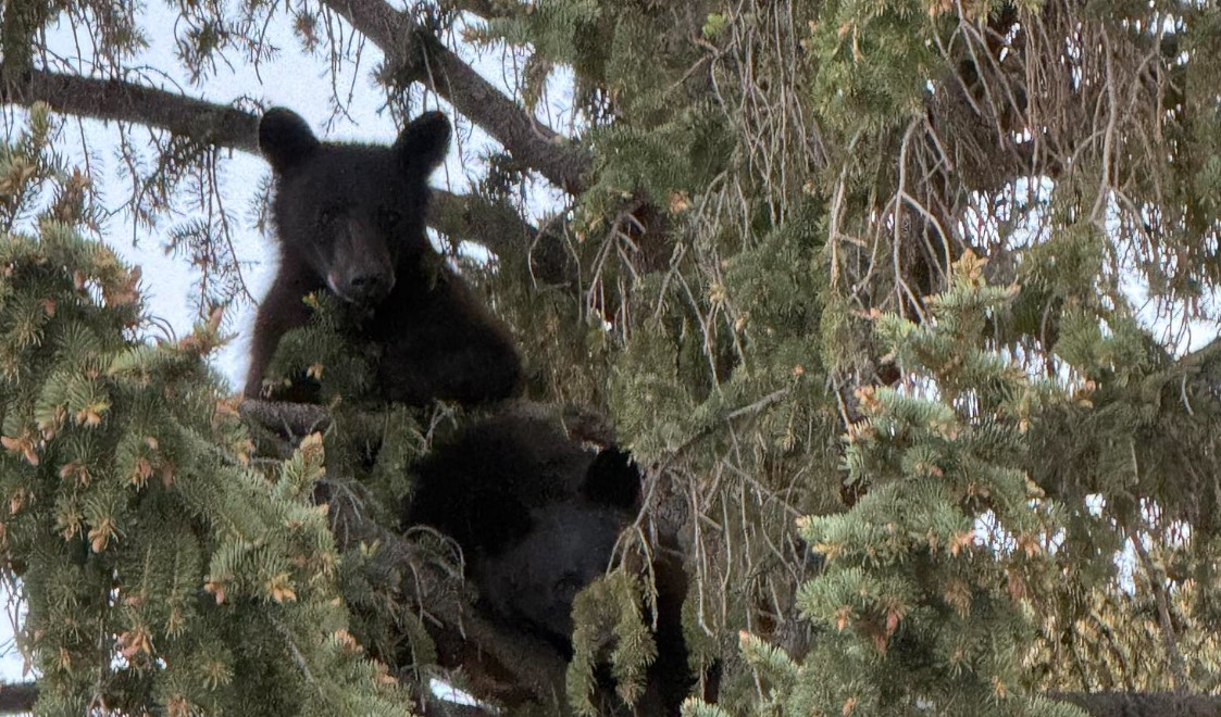bbears.jpg