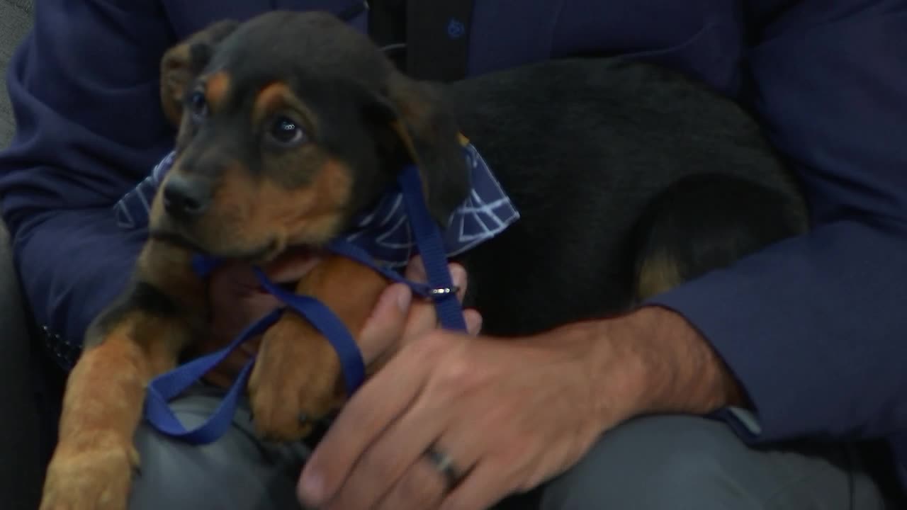 Kern Living, Nina, Kern County Animal Services