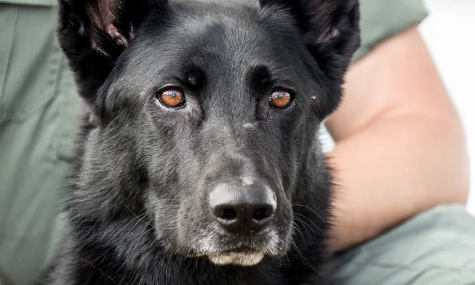 K9.png