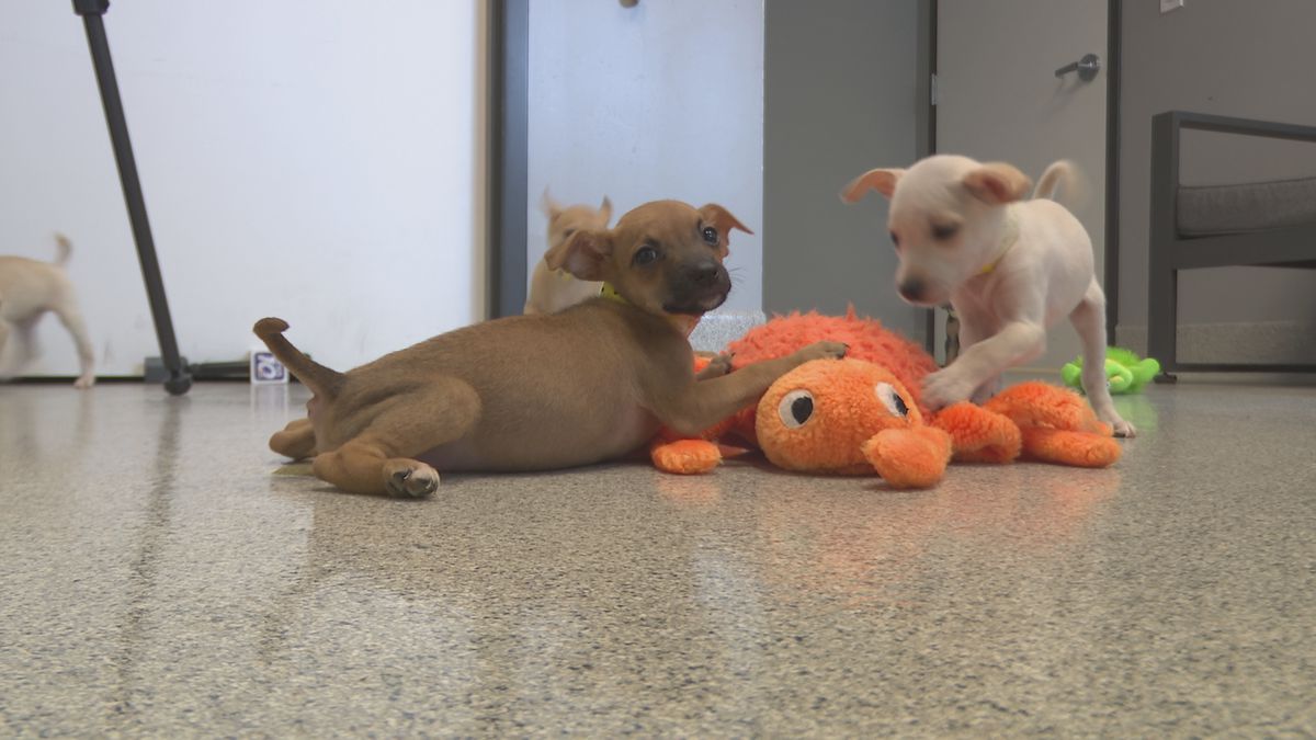 Local Humane Society saves 19 dogs from kill shelter