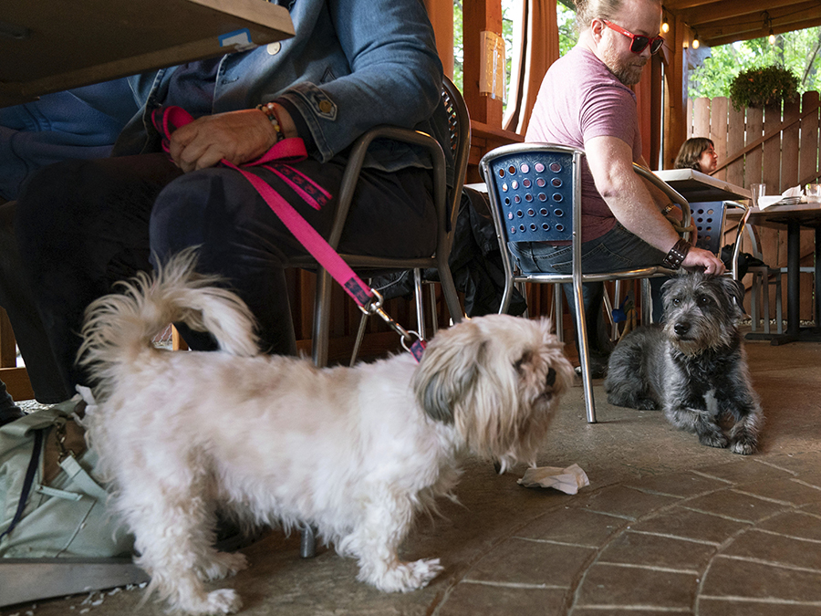 outdoor dining dogs pets Monty Hobbs