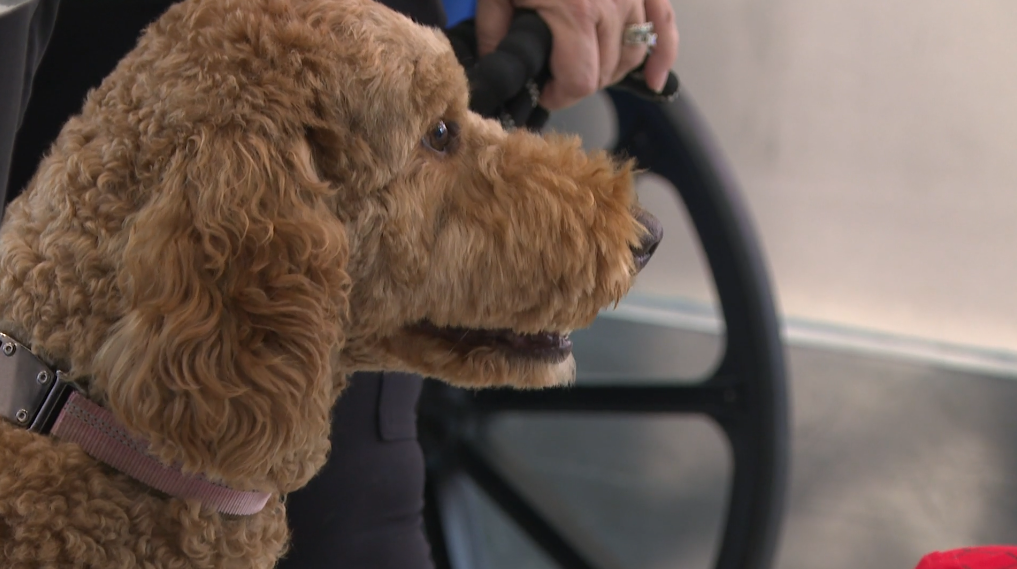 BNA therapy dogs.png