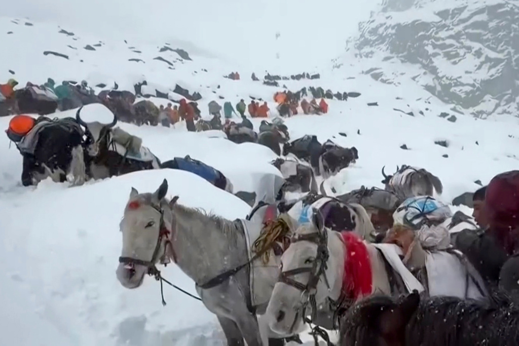 In this photo taken Oct. 4, 2025 and released by Lingsuiye, villagers with their oxen and horses ascend the mountain during rescue efforts to reach hundreds of hikers trapped by heavy snow at tourist campsites on a slope of Mount Everest in Tibet.