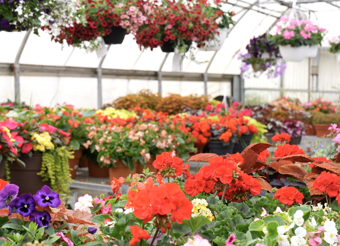 Horrocks Greenhouse
