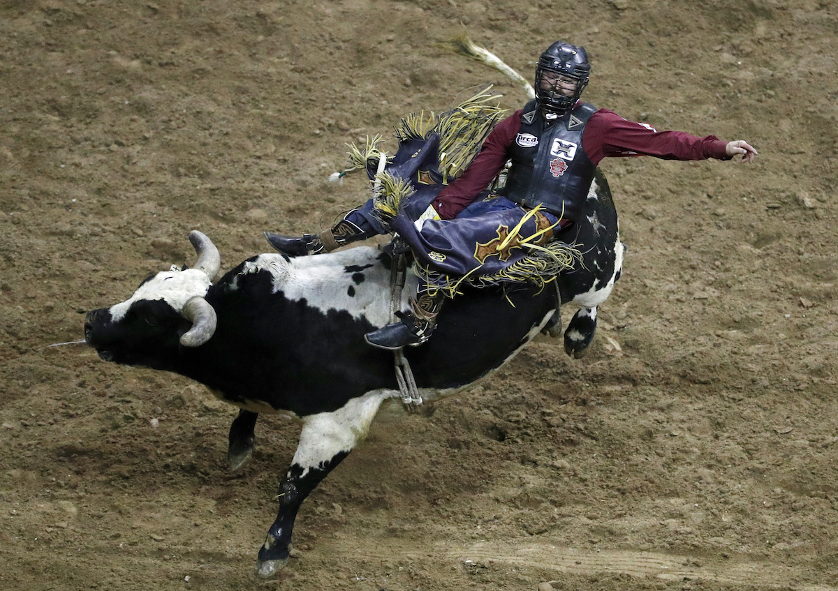 Bull riding may be 1st US professional sport to welcome fans