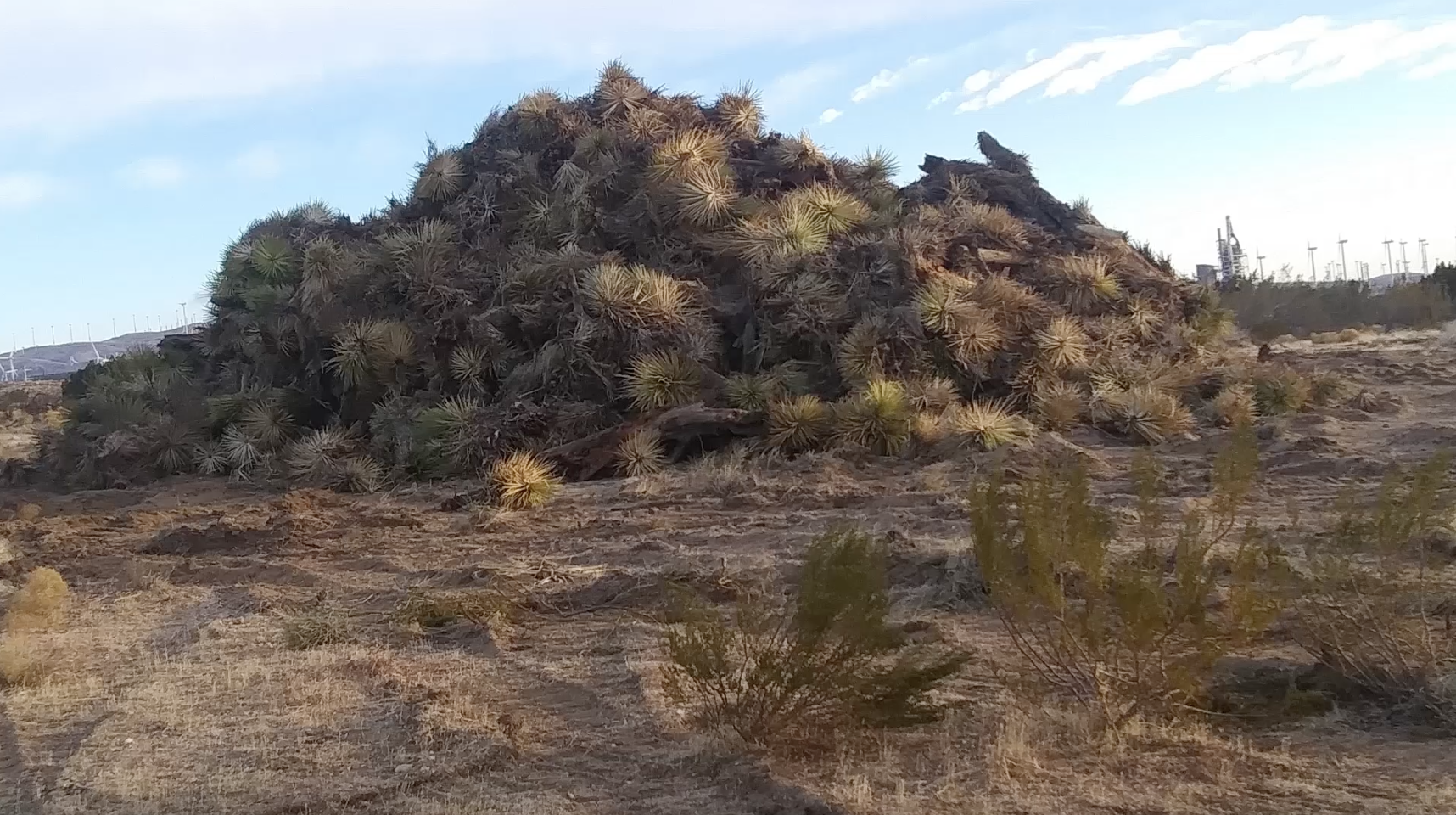 Joshua Trees, Tehachapi