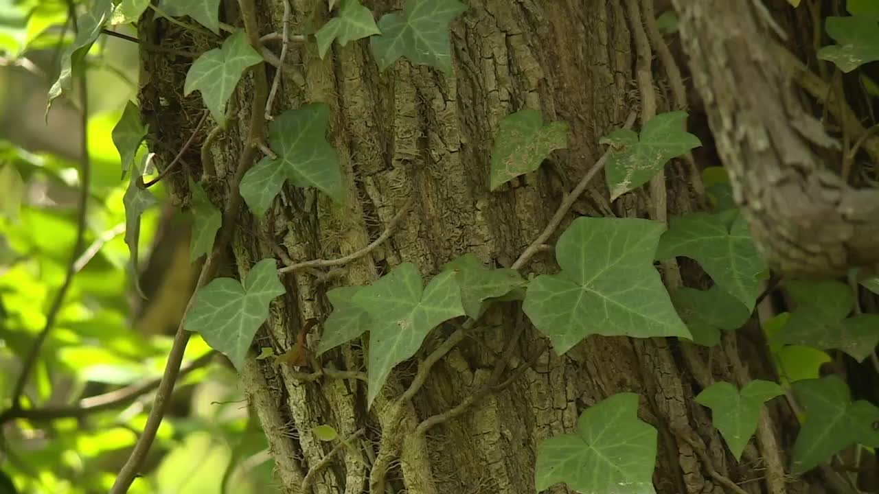 Poster image - 2026-02-25T174517.733.jpg