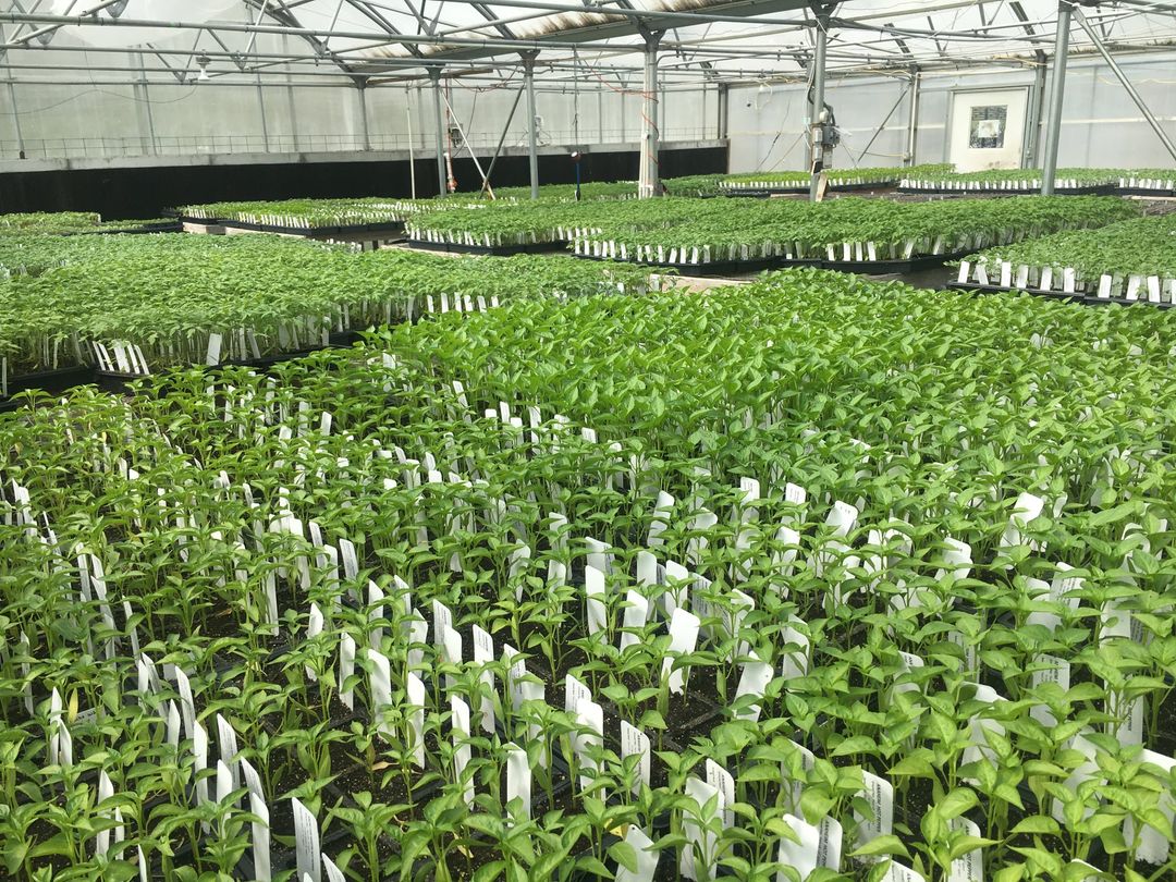 Kansas City Community Gardens.jpg