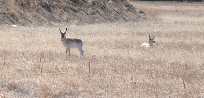 Growth and wildlife: as Colorado Springs expands east, what happens to its pronghorn herd?