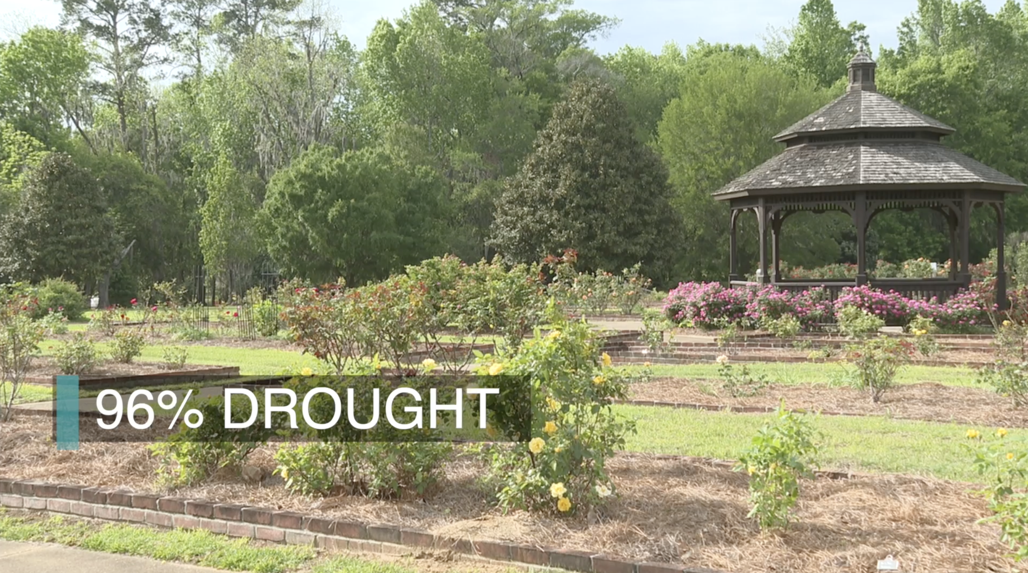 Thomasville rose growers battle severe Georgia drought conditions ahead of the 105th annual Rose Festival