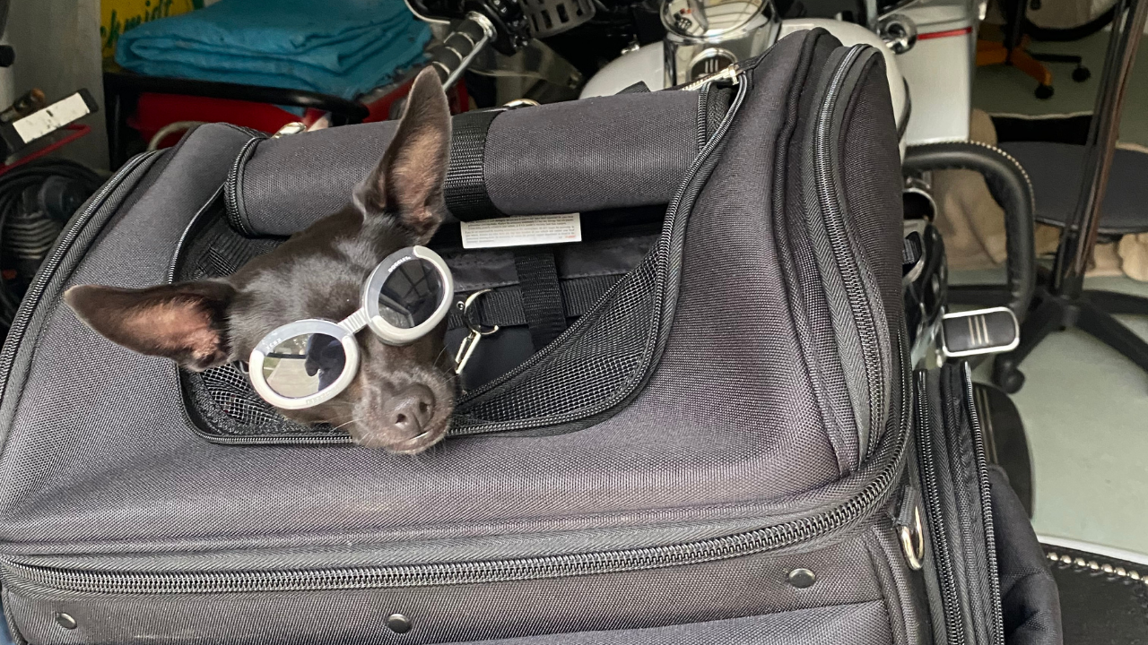 Tully's Tails Gabby4.png