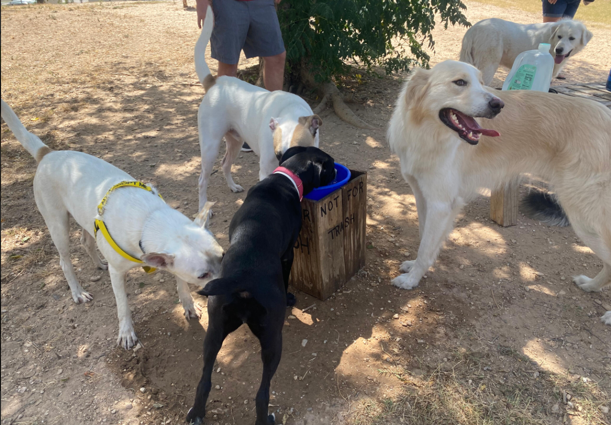 Courtesy: HOT Dog Park Waco