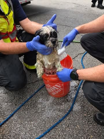 BB Firefighters rescue dog from raw sewage lift station