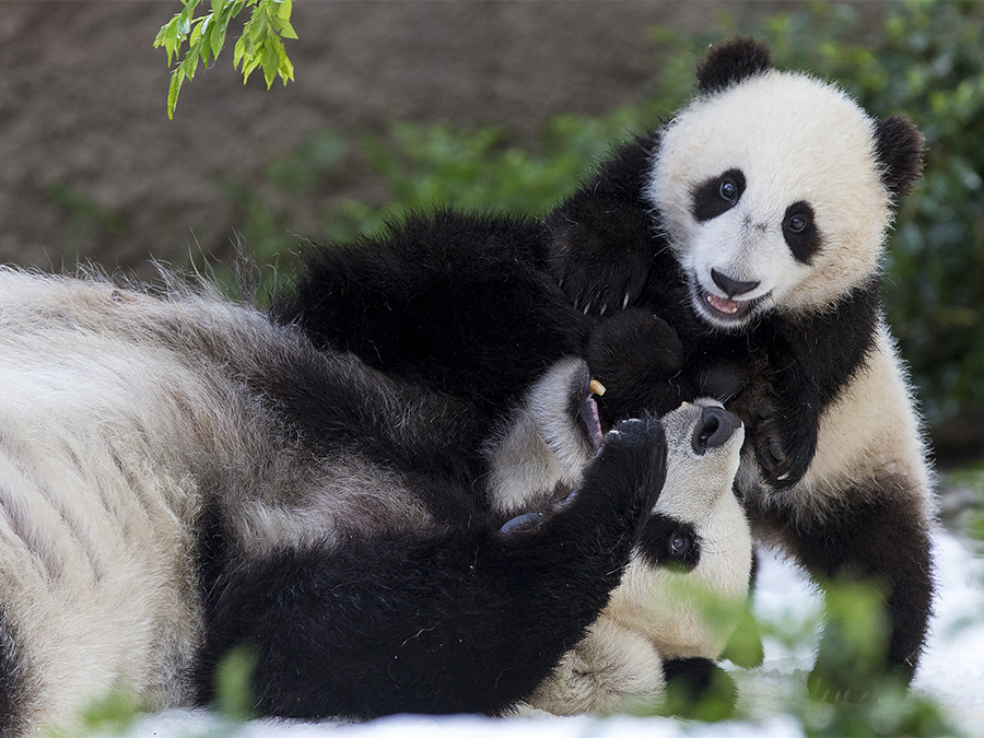 bai_yun_xiao_liwu_sd_zoo.jpg