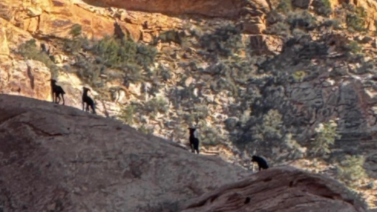Dogs at the Rafael Swell in Emery County.png