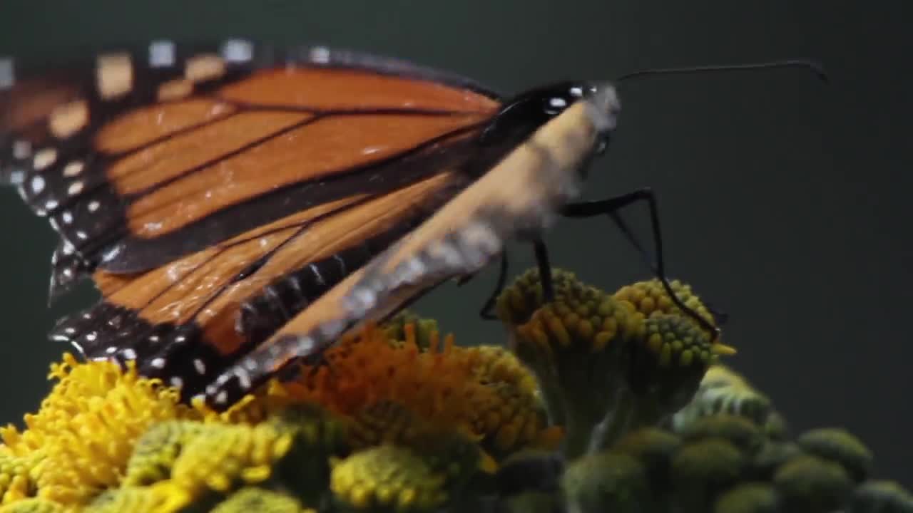monarch butterfly