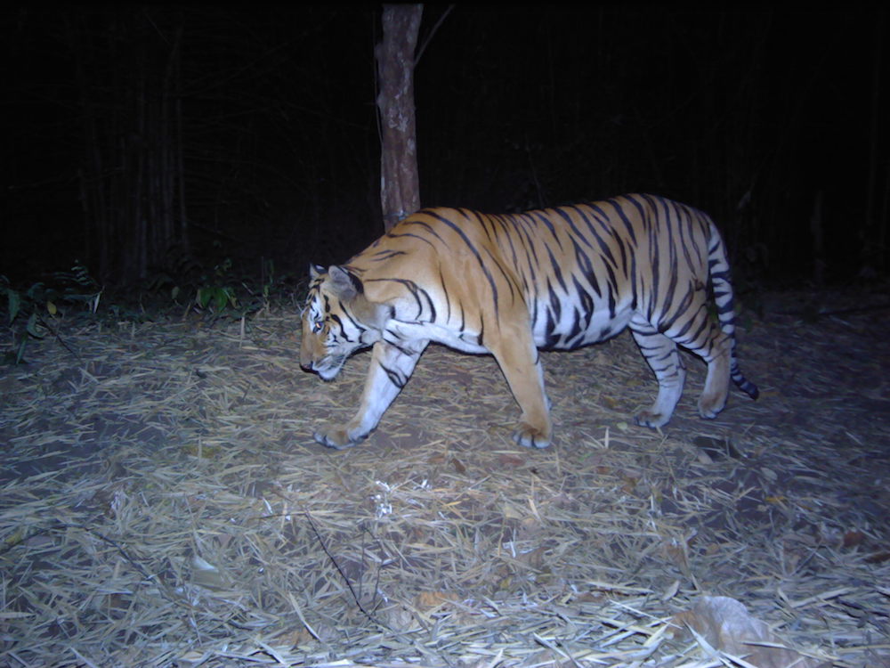 Endangered tigers captured on camera in western Thailand