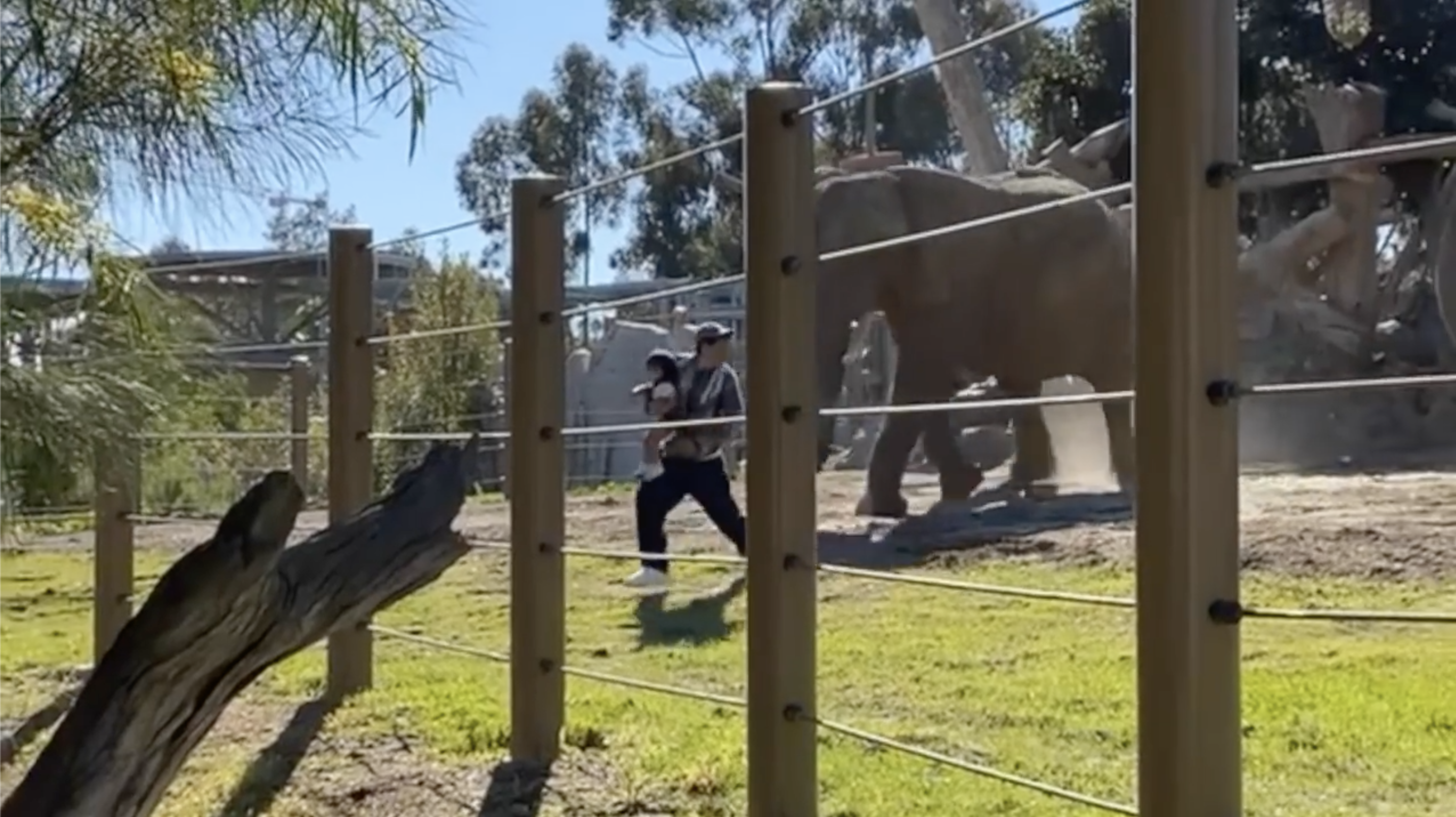 san diego zoo man in elephant exhibit 03192021.png