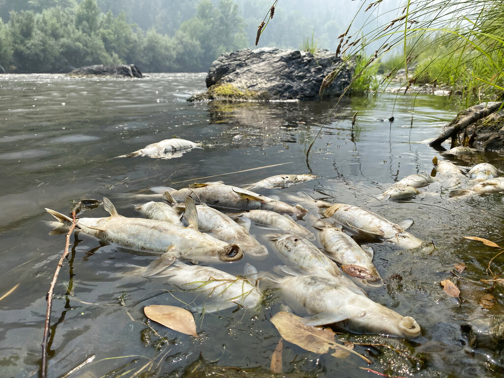 California Wildfire Fish Kill