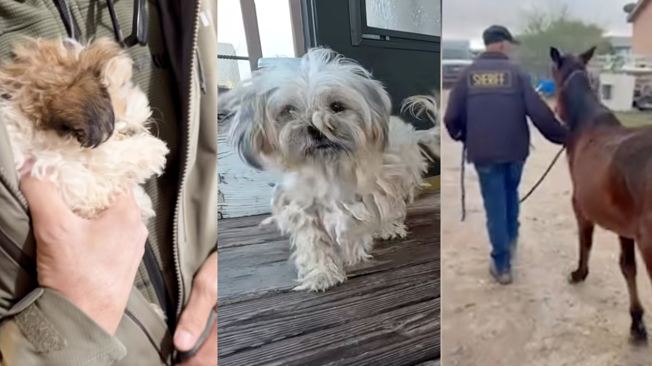 Buckeye animal rescue MCSO