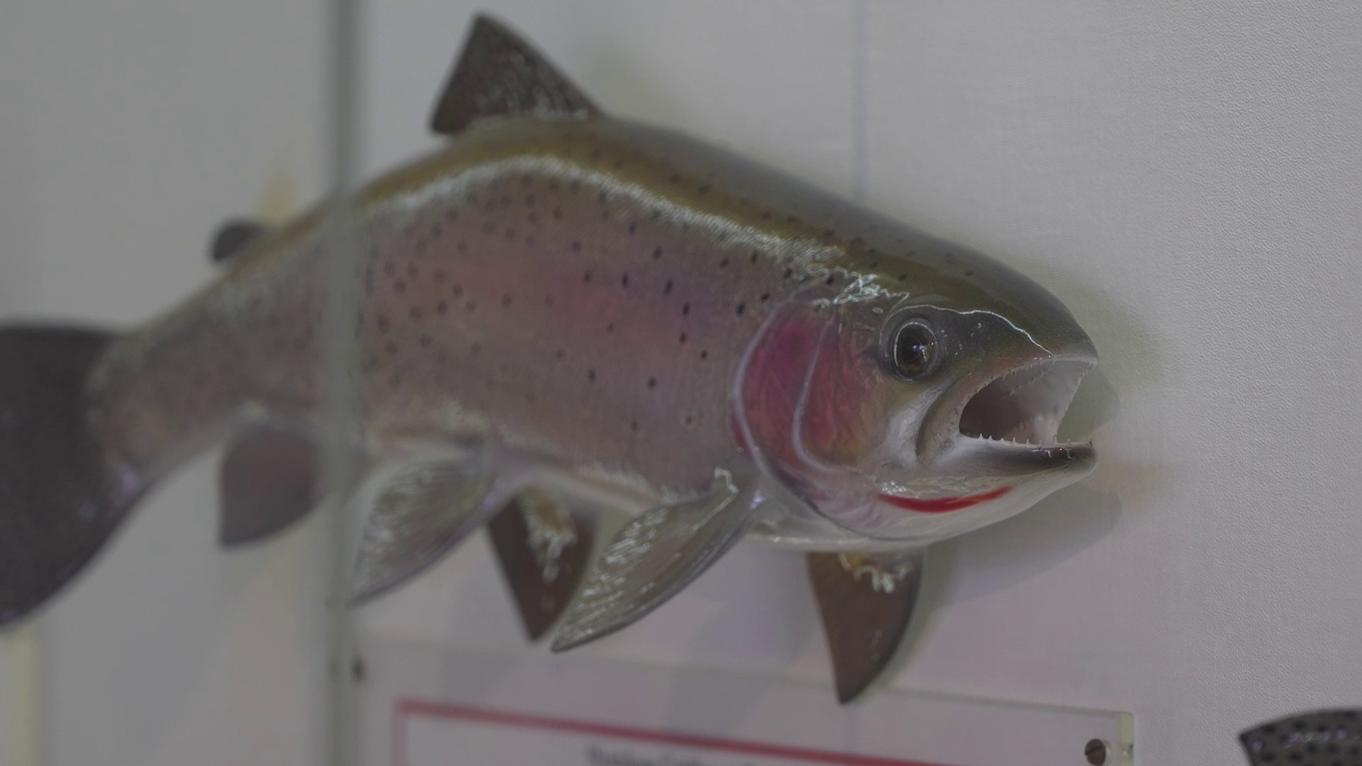 Montana updates fish consumption guidance for 'forever chemicals'