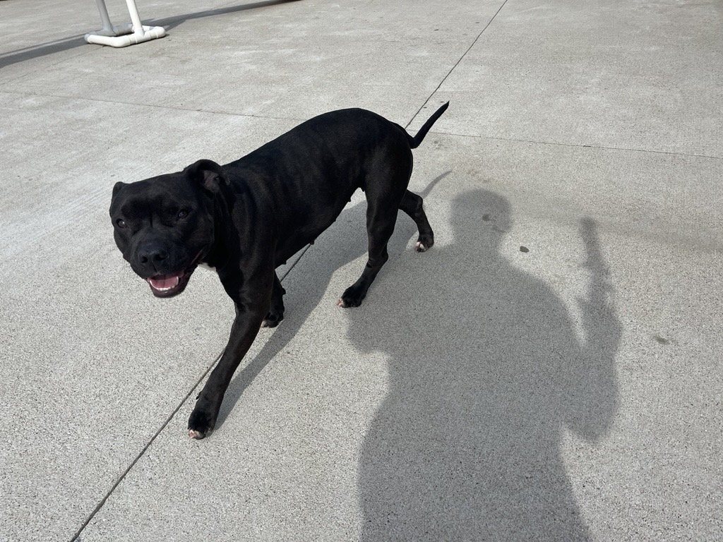 Shelter pet at Jessamine Co. animal shelter