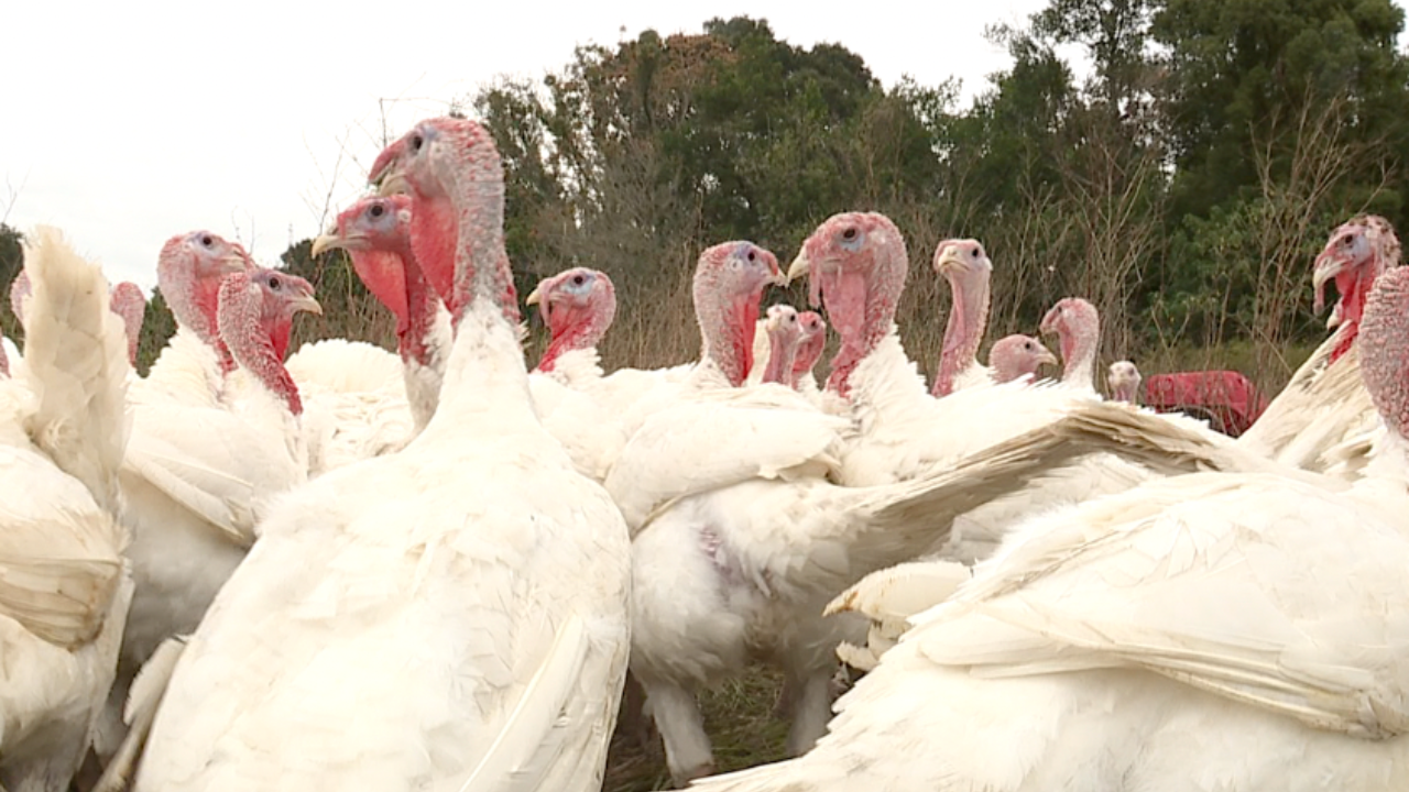 turkeys.png
