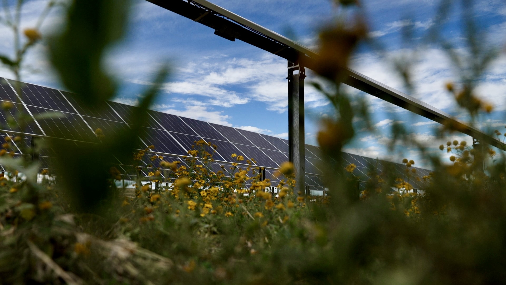 Flowers in between the solar panels.jpg