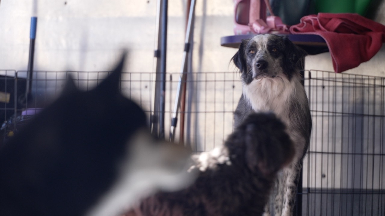 Black and white dog.jpg