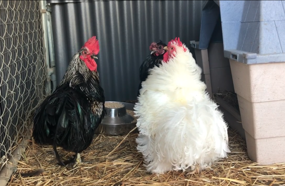 roosters san diego humane society_1-8.png