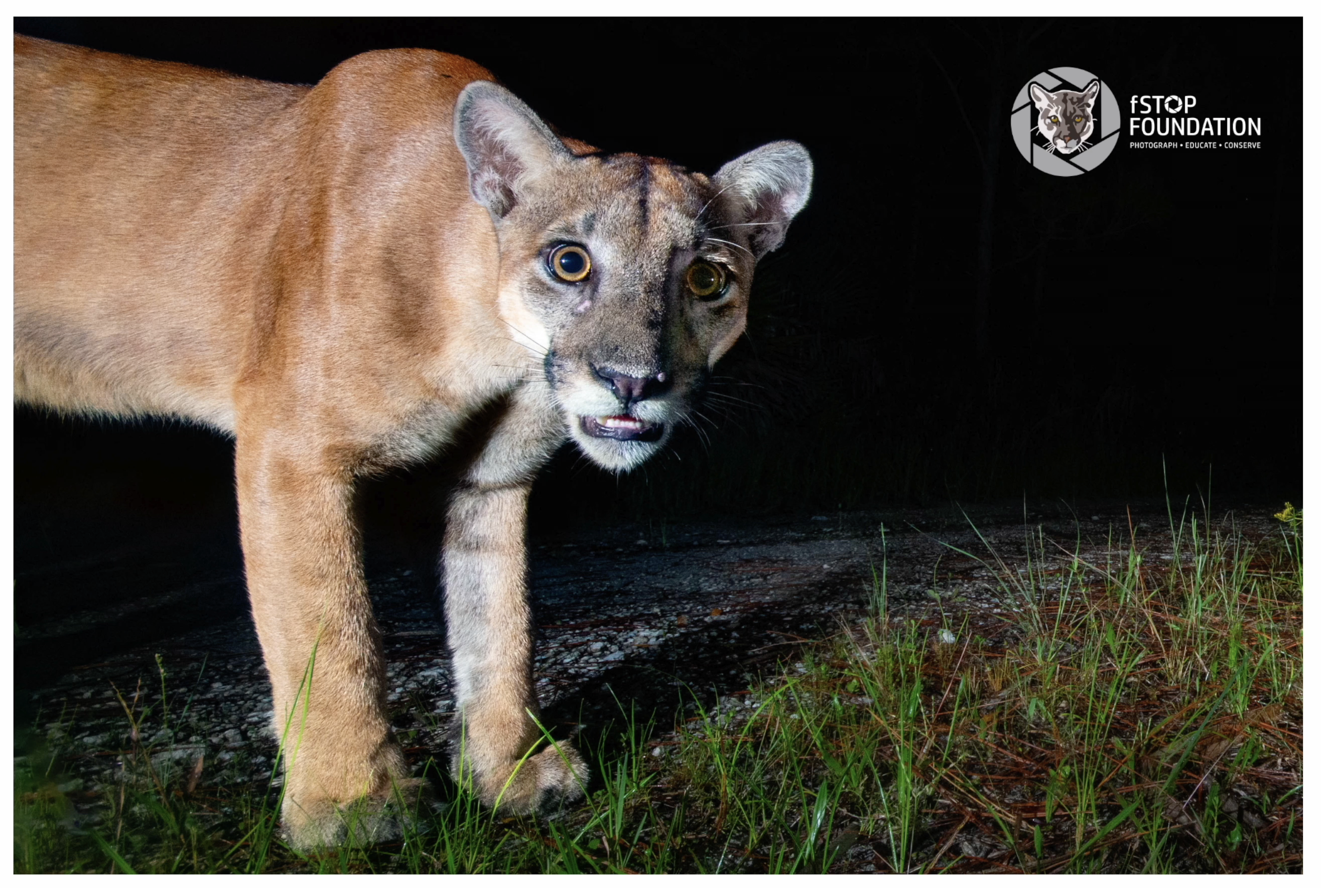 A Florida panther is captured by the fStop Foundation on a remote trail camera. 